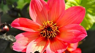 Kruisen van dahlias  Crossbreeding Dahlias [upl. by Aierbma]