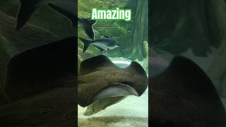 Beautiful Long tail Stingray Fish at Science City Ahmedabad beautiful aquarium amazing nature [upl. by Sisely398]