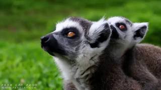 Maki Catta Lémurien  Pastille à Pairi Daiza  Ringtailed lemur  Ringstaartmaki [upl. by Llesig]