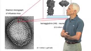 Stephen Harrison The Influenza Virus and Hemagglutinin Protein [upl. by Naehgem]