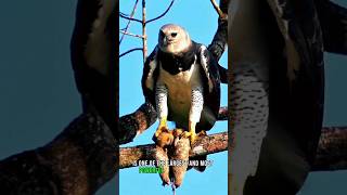 harpy eagle 🦅 the strong eagle on earth eagles globalcreator animals shorts wildlife [upl. by Eigla]