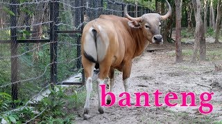 banteng wild [upl. by Ydorb840]