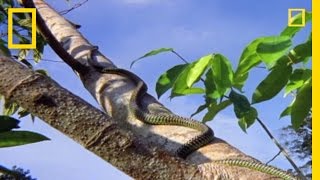 Flying Snake Hunts Leaping Lizard  National Geographic [upl. by Cassie]