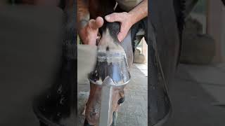 Amazing Finished Trim  hoof horse horsecare [upl. by Annahvas]