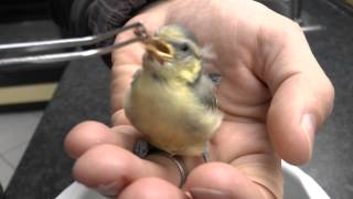 Aufzucht Blaumeise  Bluetit [upl. by Enitsenrae668]