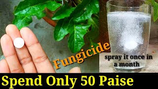 Easiest amp Best Homemade Fungicide for any plants in just 12 minutes [upl. by Rednaskela]