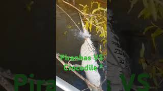 Piranhas Eating A Crocodile piranha crocodile shorts eating viral viralvideo [upl. by Bill]