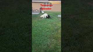 Labradors dogs tvcommercials tvclip TVClip AGT gottalentglobal newviralshorts1 [upl. by Daeriam625]