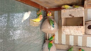 lovebirds lutino personata breeding progress completely breeding eggs eggshatching [upl. by Joeann]