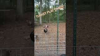 turkey Play Time  homesteadlife [upl. by Htor]