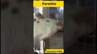 Oho Parotitis in goat [upl. by Roye]