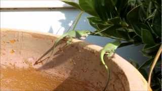 Green Anole Lizard fighting over their territory [upl. by Lenoj]