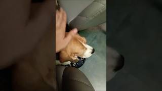 Deko kaha ghus gaya cookie doglovers puppy trending shortsvlog dog viralshorts [upl. by Namia]