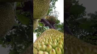 Jackfruit tree entertainment gardening shortvideo viralvideo fruit jackfruit satisfying [upl. by Iron]