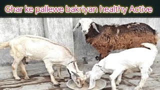 Ghar ke pallewe desi bakriyan Telengana sheep male kid Lbhgoat [upl. by Hgierb]