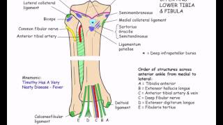 Podcast on Tibia fibula amp interosseous membrane from Instant Anatomy [upl. by Gaither389]