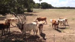 Texas Longhorns Mooing [upl. by Aikas]