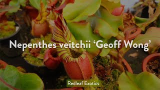 Nepenthes veitchii Geoff Wong One of the GREATEST veitchii [upl. by Seagrave]