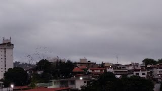 Guacamayas Caraqueñas  Extraña conducta [upl. by Eceinhoj222]