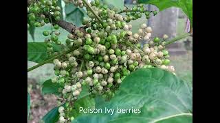 Poison Ivy Toxicodendron radicans [upl. by Nyrad]