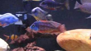 125 Gallon Malawi HapPeacock Aquarium 9808 [upl. by Haimaj256]