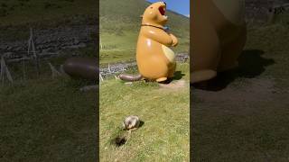 Adorable Himalayan Marmot Tickles Himself animalshorts marmot marmota marmotta cuteanimals [upl. by Neerihs]