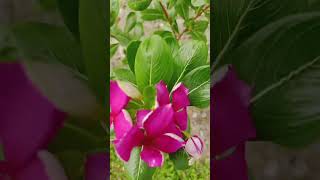 Vinca flower ytshorts motivationshayari [upl. by Jadwiga]