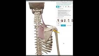 Scapular  Downward Rotation [upl. by Liba]