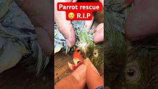 My Heartbreaking Experience with Indian Ringneck Parrot Owners parrot shorts shortvideo [upl. by Anasxor]