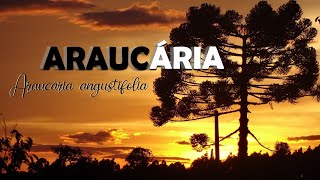 ARAUCÁRIA [upl. by Lucienne292]