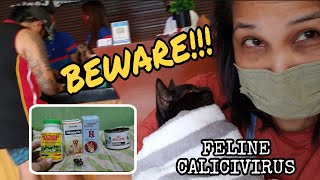 TREATMENT FOR FELINE CALICIVIRUS NA NAKAKAHAWA meowfamilytv treatmentforfelinecalicivirus [upl. by Eillat]