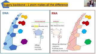 Understanding ribonucleic acid RNA and its role in leukemia 2024 Leukemia Conference [upl. by Leind24]