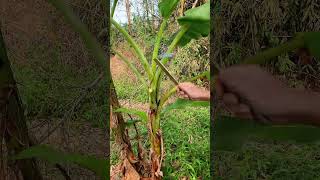 Banana Leaves agriculture farming cuttingskils shorts [upl. by Losiram]