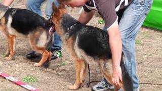 Duitse herders stelen de show en harten in Sappemeer [upl. by Acirre]