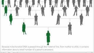 Mitochondrial DNA [upl. by Nereus]