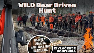 Wild Boar DRIVEN HuntIzvlacenje dobitnika Nagradna IgraPogonski Lov na Divlje Svinje Bodjani E224 [upl. by Nagel590]