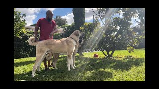 BIGGEST DOGS IN FLORIDA POSSIBLY IN THE UNITED STATES  MALAKLI  DOG TALLER THAN AN AVERAGE HUMAN [upl. by Oemac]