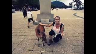 Miyajima quotNihonjikaquot deer  Ciervo quotNihonjikaquot de Miyajima [upl. by Annatsirhc]