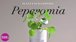 Everything You Need to Know About Peperomias  Plant Encyclopedia  Better Homes amp Gardens [upl. by Idahs836]