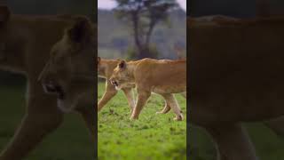 Jungle king foryou animalsgoviral shortsviral ComedyCollect [upl. by Yllus]