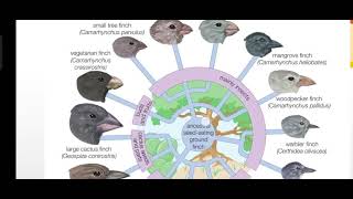 Darwins Finches Explained in Urdu [upl. by Tobiah742]