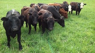 Dragging Pasture Paddocks And The Benefits [upl. by Breskin]