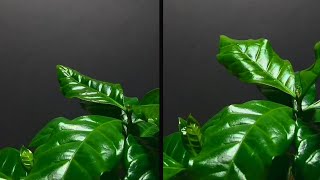 🌱 Coffee plant time lapse  10 days of leaf growth ☕️ [upl. by Mahsih553]