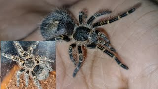 Tarantula at Karnataka Aquarium [upl. by Gary400]