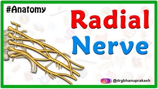 Radial nerve Anatomy USMLE Origin Course innervation Saturday night palsy Wartenberg’s syndrome [upl. by Elorac]