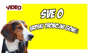 Sve o lovackom psu  SRPSKI TROBOJNI GONIČ [upl. by Nonnek]