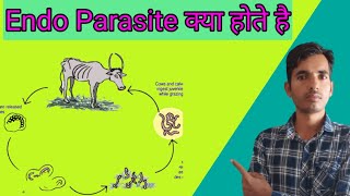 What are endo parasites in animals [upl. by Higinbotham61]