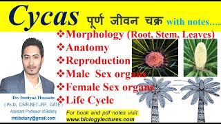 Cycas Life Cyclemorphology anatomy reproduction bscbotany 1stsemesterexam gymnosperms botany [upl. by Einor]