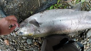 COHO Salmon Season End WA Coast fishing [upl. by Brucie]