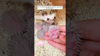 A woman rescues a baby hedgehog shorts [upl. by Neelsaj]